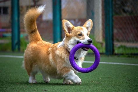 Are Corgis Chewers