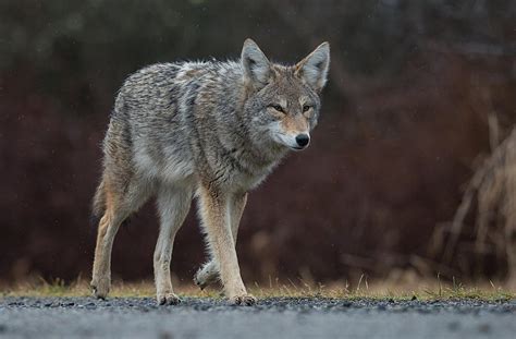 are coyotes a problem