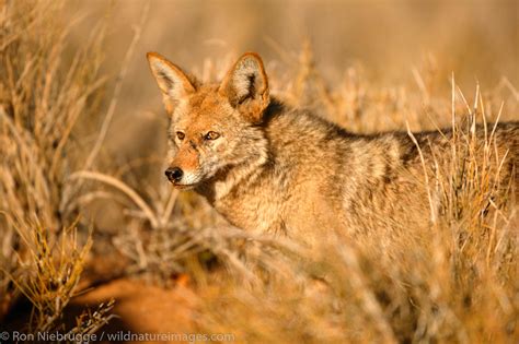 are coyotes a protected species in california