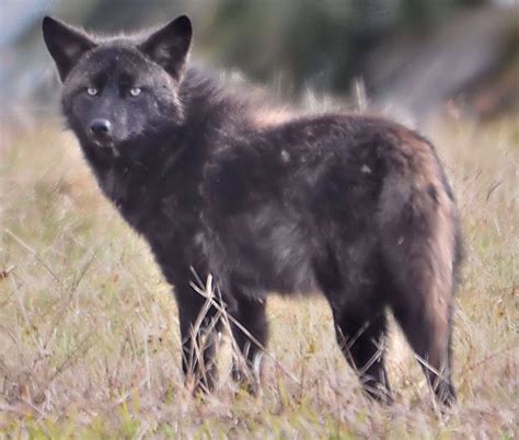 are coyotes black in color