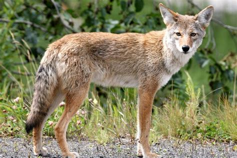 are coyotes found in virginia
