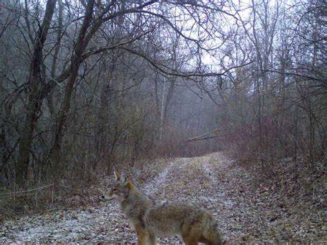 are coyotes generalists or specialists