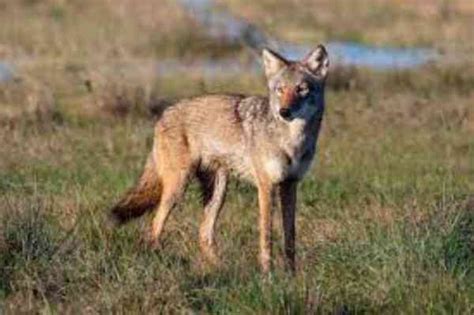 are coyotes in louisiana