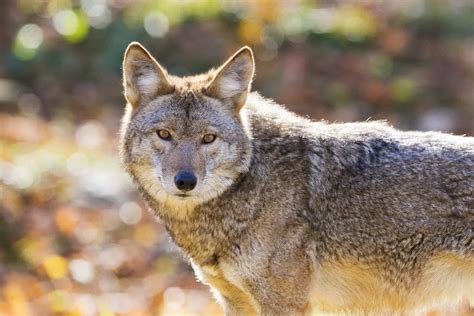 are coyotes nocturnal or diurnal