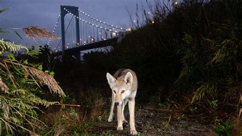 are coyotes protected in ny