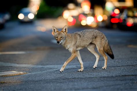 are coyotes vagrant visitors to urban areas