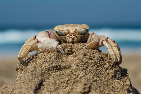 are crabs primary consumers