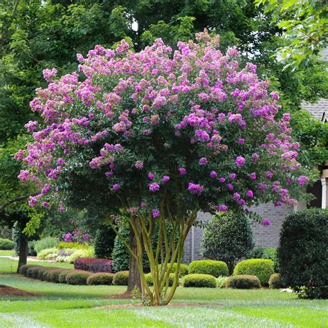 are crape myrtle trees fast growing