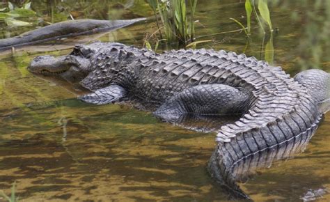 are crocodiles saltwater or freshwater