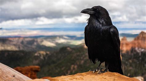 are crows as smart as ravens