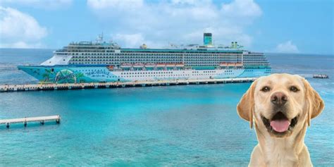 Are There Any PetFriendly Cruises in 2023? Travelnuity