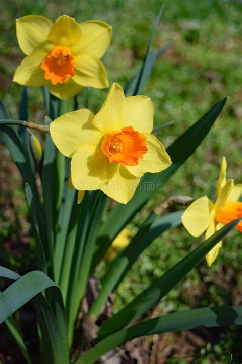 Are Daffodils Full Sun