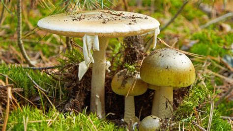 are death cap mushrooms poisonous