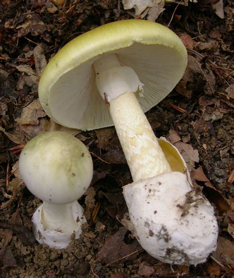 are death cap mushrooms poisonous to dogs