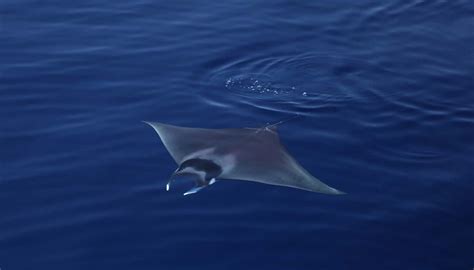 are devil rays dangerous