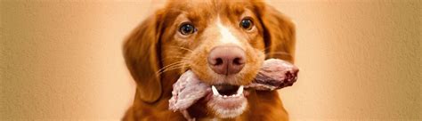 Are Dog Bones Safe For Cats