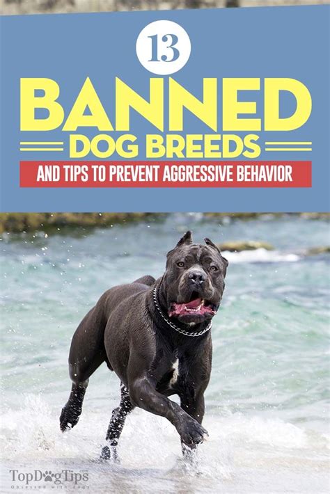 are dog breeds banned in hawaii