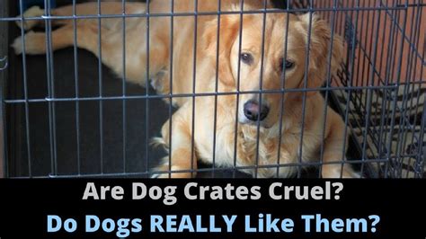 Are Dog Crates Inhumane