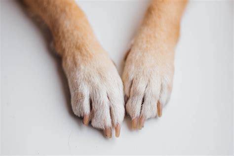Are Dog Paws Clean