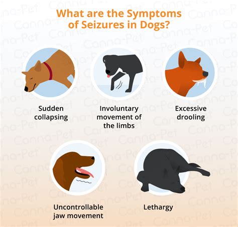 Are Dog Seizures Deadly