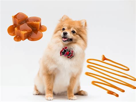 Are Dogs Allowed Toffee