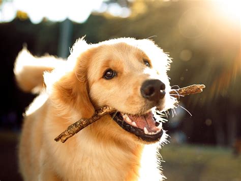 Are Dogs Low Maintenance  A Guide To Low Maintenance Dog Breeds