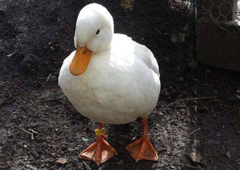 Are Duck Good Pets
