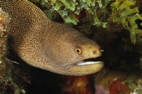 are eels fish