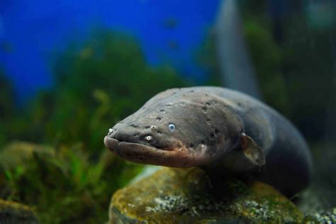 are eels really electric