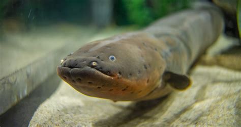 are electric eels freshwater fish