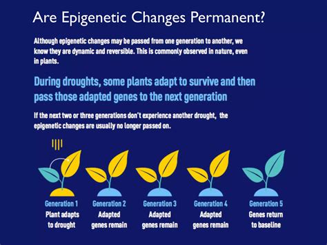 Are Epigenetic Changes Permanent