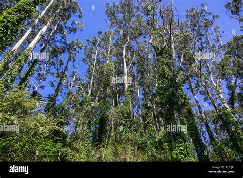 Are Eucalyptus Trees Invasive