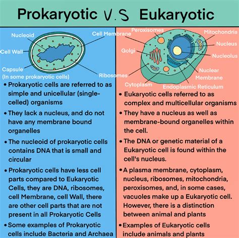 are eukaryotes more complex the prokaryotes