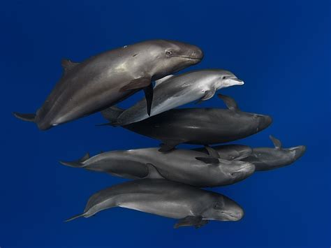 are false killer whales dolphins