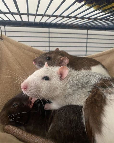Are Fancy Rats Nice