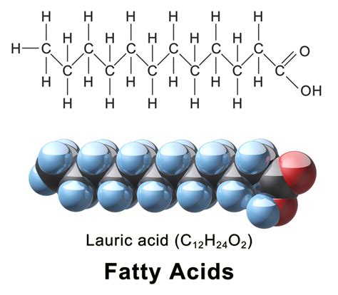 are fatty acids fats