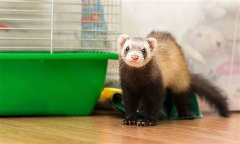 Are Ferrets Good Beginner Pets