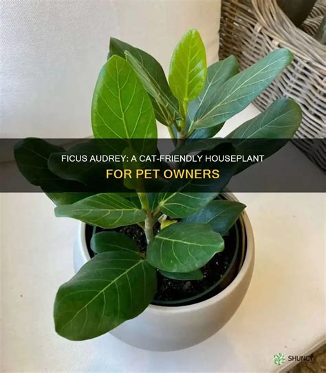 Are Ficus Pet Friendly