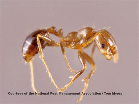 are fire ants in maryland