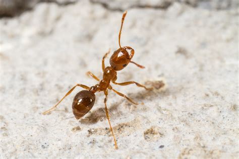 are fire ants native to australia