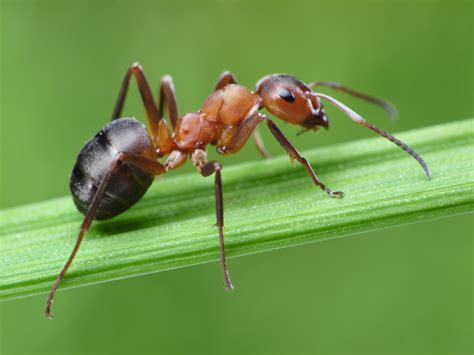 are fire ants native to north america