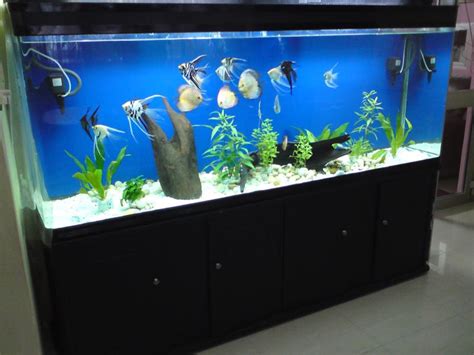 How to Set Up Fish Tank Maintenance Chart