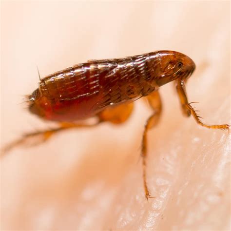 10 Uncovering Truths: Are Fleas Dangerous to Your Health