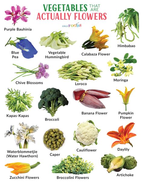 Are Flowers Vegetables