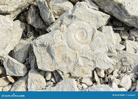 Are Fossils Limestone