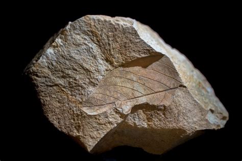 Are Fossils Only Found In Rocks