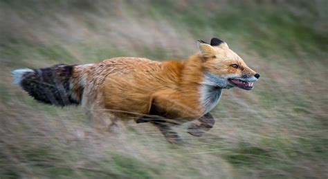 are foxes fast