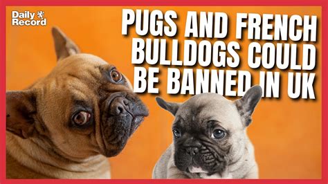 are french bulldogs banned in the uk