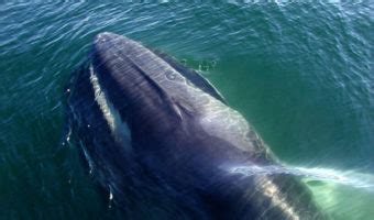 are galapagos fin whales dangerous