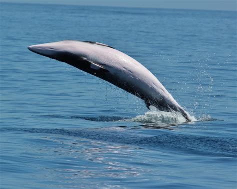 are galapagos minke whales endangered species